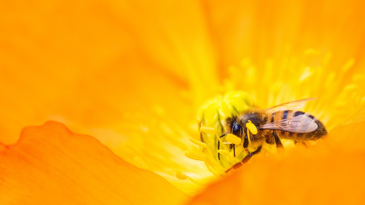 A bee in a flower