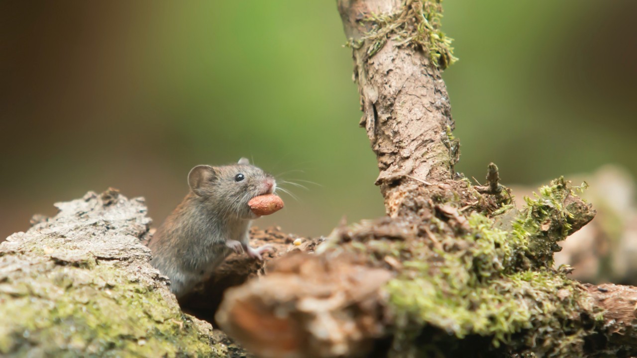 Wood mouse eating a nut
